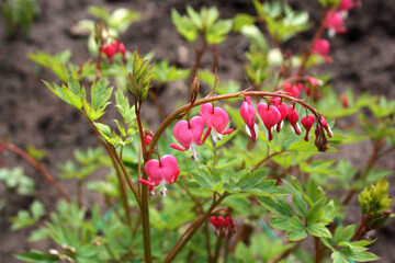 Bleeding Heart flower (Dicentra spectabilis). Blurred background.
Selective focus.