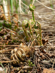 fern buds just emerging from the ground, forest ground texture