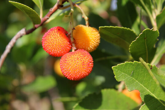 Arbouse 이미지 – 찾아보기 169 스톡 사진, 벡터 및 비디오 | Adobe Stock