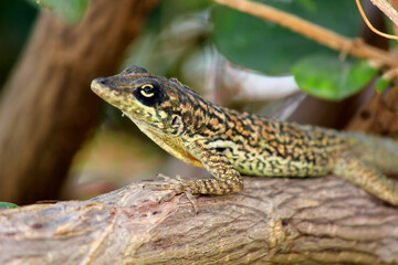 tête du lézard