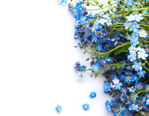 Forget-me-nots on white  background