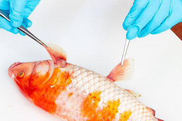 Hand holding forceps investigate Dead Koi fish, diseases infected