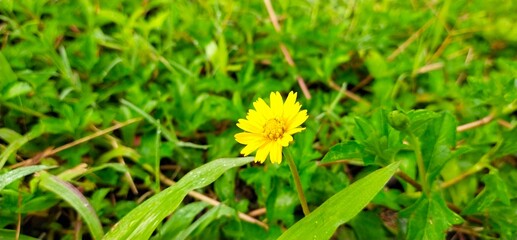 yellow dandelion flower