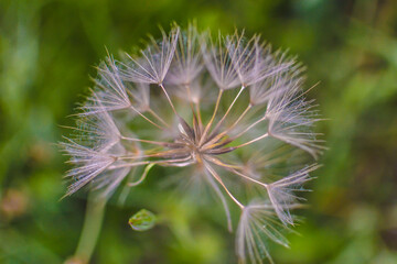 Taraxacum