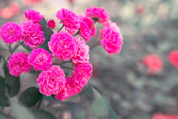 Coral rose flower in roses garden