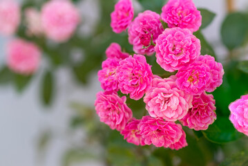 Coral rose flower in roses garden