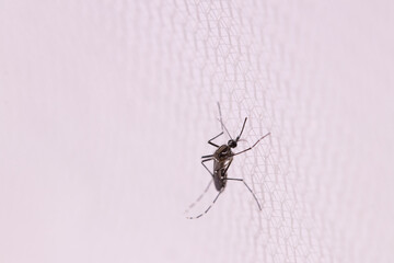 Aedes aegypti or yellow fever mosquito sucking blood on skin,Macro close up show markings on its legs and a marking in the form of a lyre on the upper surface of its thorax