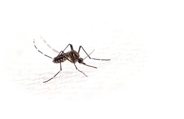 Aedes aegypti or yellow fever mosquito sucking blood on skin,Macro close up show markings on its legs and a marking in the form of a lyre on the upper surface of its thorax