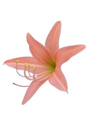 Old rose Star lily isolated on white background.