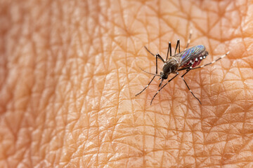 Aedes aegypti or yellow fever mosquito sucking blood on skin,Macro close up show markings on its legs and a marking in the form of a lyre on the upper surface of its thorax