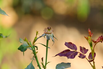 rose flower nectar in the garden and blur leaves