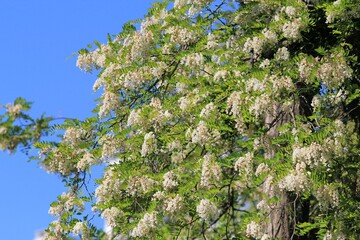 Blooming white acacia in the Park