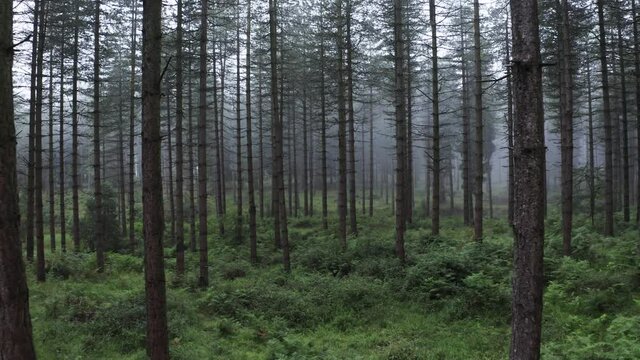 Trees in the forest, Basque Country, Spain