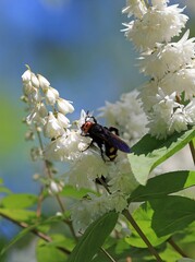 Huge wasp Scolia maculata on white flowers