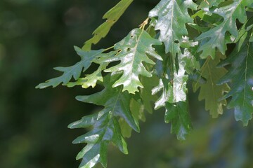 Oak branch with green leaves