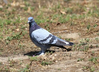 Grey pigeon (Columba livia) in the Park