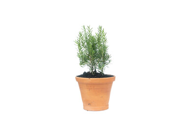 rosemary in clay pot on white background, rosmarinus officinalis