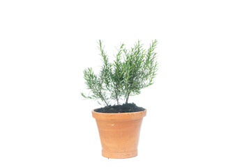 rosemary in clay pot on white background, rosmarinus officinalis