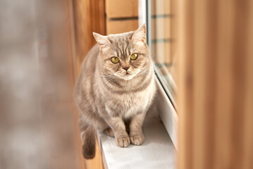 Cute gray cat admires the view from the window