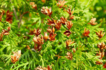 thuja coniferous green plant with cones closeup in spring sunny day