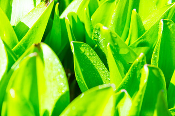 young green crocus leaves after rain in spring sunny day