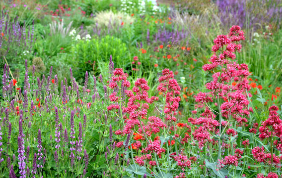 colorful prairie flower bed with purple white and red flowers in spring lush green reminiscent of a meadow