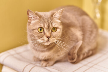 Cute gray cat resting on a blanket in the room