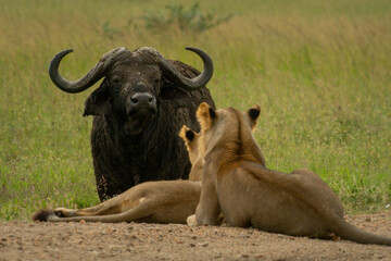 Cape buffalo stares down lionesses on track