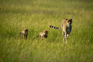 Cheetah crosses savannah in sun with cubs