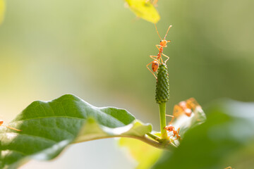 Ant action standing.Ant bridge unity team,Concept team work together