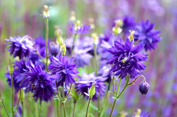Aquilegia vulgaris plena Height: 80 cm Flower: blue Strong, overwintered A popular type of eagle in...