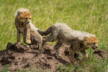 Cheetah cub leaves another sitting on mound