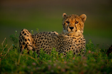 Cheetah cub lies among plants eyeing camera