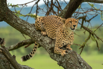 Obraz premium Cheetah lies on diagonal branch in savannah