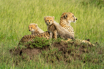 Cheetah lies upon mound with two cubs