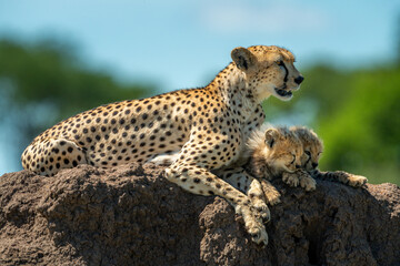 Cheetah lying by cubs on termite mound
