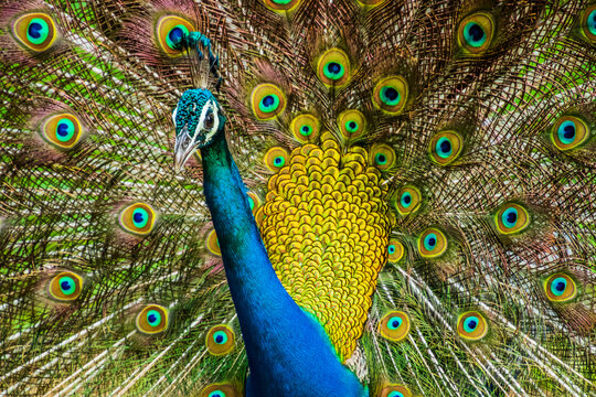An Indian male peacock dancing 