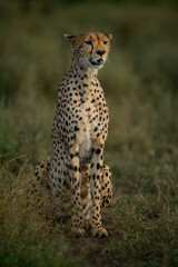 Naklejka na ściany i meble Cheetah sits in savannah with open mouth