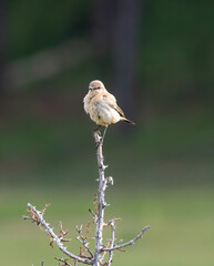 Wheatear ( Oenantne Isabelina) sits on the top of a bush