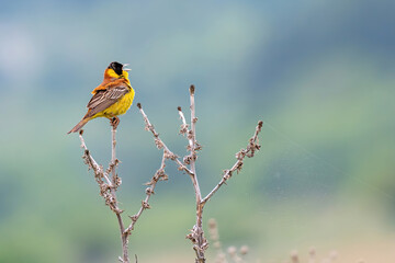 Black headed Bunting (Emberiza melanocephala) male sitting on a branch