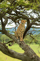 Fototapeta na wymiar Cheetah sits turning head on diagonal branch