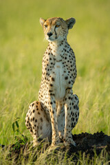 Naklejka premium Cheetah sits on termite mound on grass