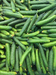 Green cucumbers on shelf in supermarket. Organic eating. Agriculture retailer. Farmer's food.