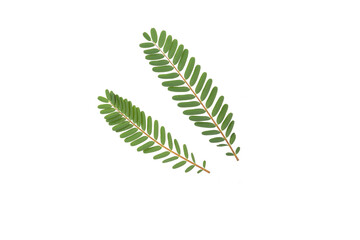 Green agasta  leaf isolate on white background