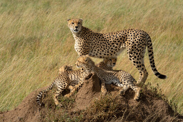 Cheetah stands on termite mound with others