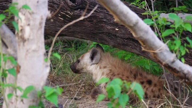 Spotted Hyena Lies Under The Dead Tree Trunks In Okavango Delta, Botswana. - medium shot