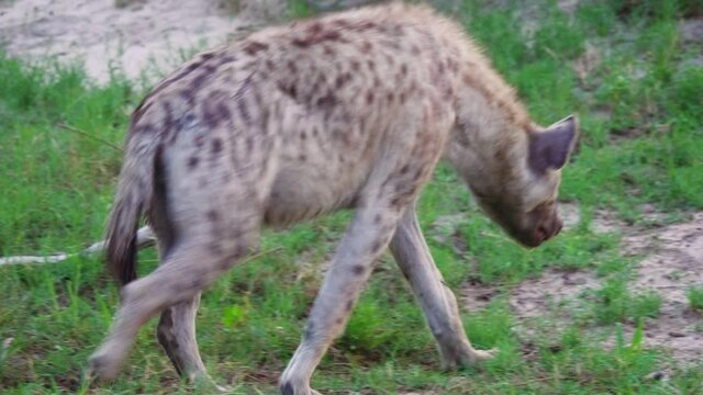 A Lone Male Hyena Walking At The Grassland In Botswana - close up
