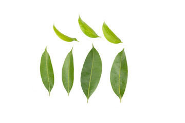 collection of  tree leaves isolated on white background