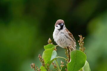 Eurasian tree sparrow (Passer Montanus) sitting sideways on a branch.
