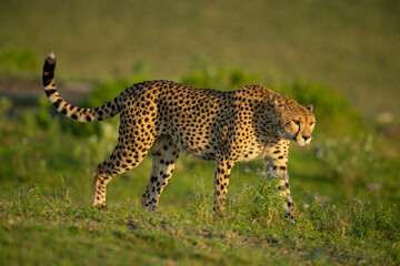 Cheetah walks on grassy plain past flowers © Nick Dale